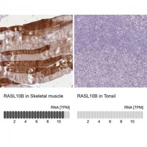Anti-RASL10B antibody produced in rabbit 