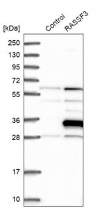 Anti-RASSF3 antibody produced in rabbit 
