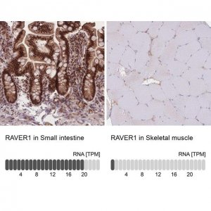 Anti-RAVER1 antibody produced in rabbit HPA049457-100UL