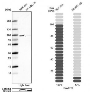 Anti-RAVER1 antibody produced in rabbit HPA049457-100UL