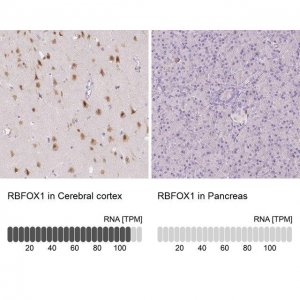 Anti-RBFOX1 antibody produced in rabbit 