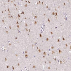 Anti-RBFOX1 antibody produced in rabbit 