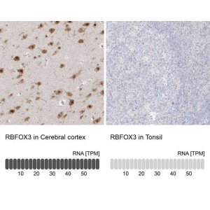 Anti-RBFOX3 antibody produced in rabbit 
