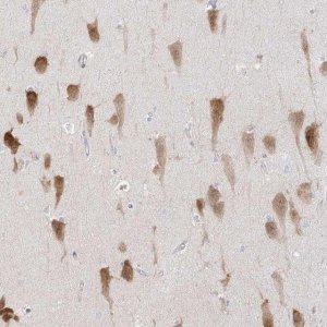 Anti-RBFOX3 antibody produced in rabbit 