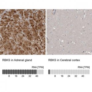 Anti-RBKS antibody produced in rabbit 