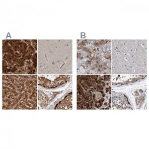 Anti-RBKS antibody produced in rabbit 