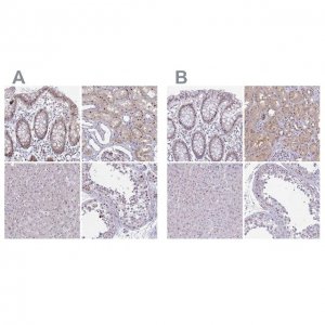Anti-RBL1 antibody produced in rabbit 