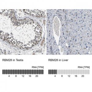 Anti-RBM28 antibody produced in rabbit 