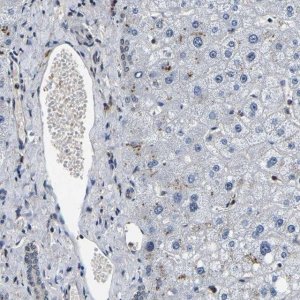 Anti-RBM28 antibody produced in rabbit 