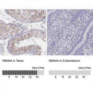 Anti-RBM44 antibody produced in rabbit 