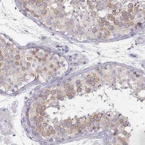 Anti-RBM44 antibody produced in rabbit 