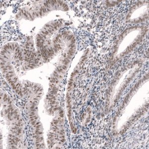 Anti-RBM7 antibody produced in rabbit 