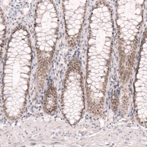 Anti-RBM7 antibody produced in rabbit 
