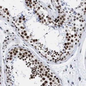 Anti-RBM8A antibody produced in rabbit 