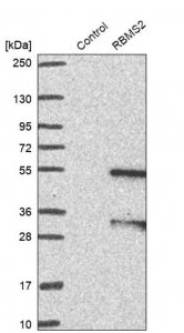Anti-RBMS2 antibody produced in rabbit 