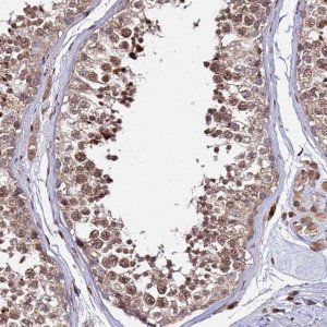 Anti-RBMS2 antibody produced in rabbit 