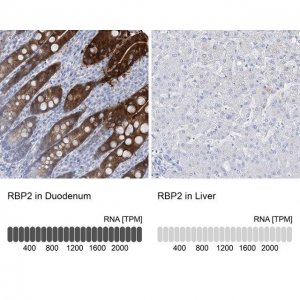 Anti-RBP2 antibody produced in rabbit 