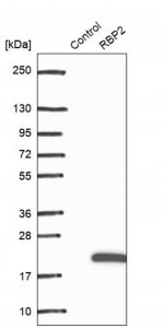 Anti-RBP2 antibody produced in rabbit 
