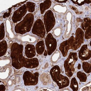 Anti-RBP5 antibody produced in rabbit 