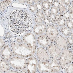 Anti-RBP7 antibody produced in rabbit 