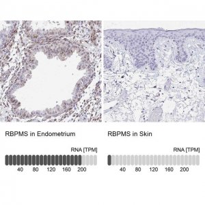 Anti-RBPMS antibody produced in rabbit 