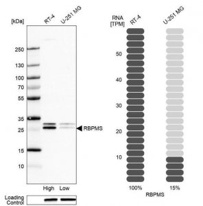 Anti-RBPMS antibody produced in rabbit 