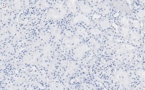 Anti-RBPMS Antibody, clone 1E16 ZooMAb Rabbit Monoclonal 