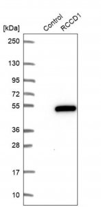 Anti-RCCD1 antibody produced in rabbit 