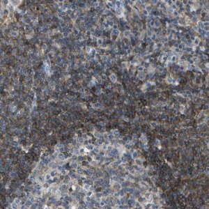 Anti-RCSD1 antibody produced in rabbit 