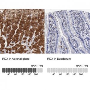 Anti-RDX antibody produced in rabbit HPA000763-100UL