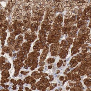 Anti-RDX antibody produced in rabbit HPA000763-100UL