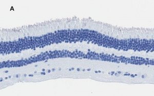 Anti-Recoverin Antibody, clone 1J23, ZooMAb Rabbit Monoclonal 