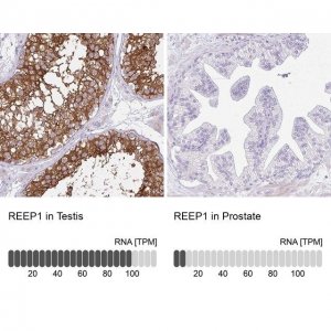 Anti-REEP1 antibody produced in rabbit 