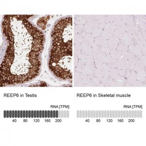Anti-REEP6 antibody produced in rabbit 