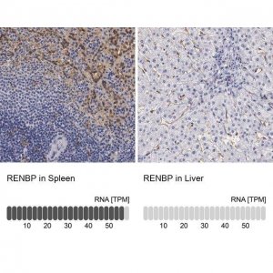 Anti-RENBP antibody produced in rabbit HPA000428-100UL