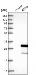 Anti-RERG antibody produced in rabbit 