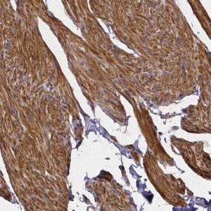 Anti-RERG antibody produced in rabbit 