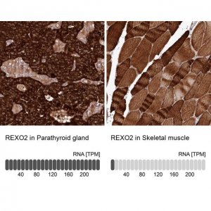 Anti-REXO2 antibody produced in rabbit HPA038450-100UL