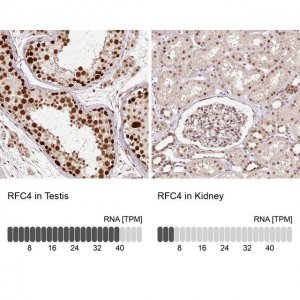 Anti-RFC4 antibody produced in rabbit 