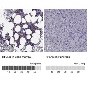Anti-RFLNB 