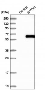 Anti-RFTN2 antibody produced in rabbit 