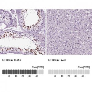 Anti-RFX3 antibody produced in rabbit HPA035689-100UL