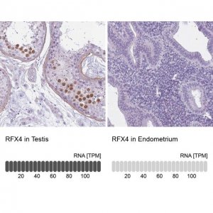 Anti-RFX4 antibody produced in rabbit 
