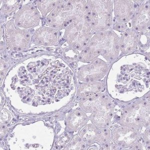 Anti-RFX4 antibody produced in rabbit 