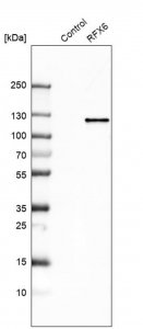 Anti-RFX6 antibody produced in rabbit 