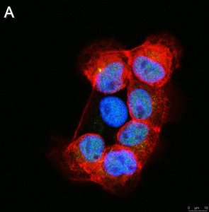 Anti-RFX7 Antibody, clone 1J22 ZooMAb Rabbit Monoclonal 