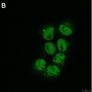 Anti-RFX7 Antibody, clone 1J22 ZooMAb Rabbit Monoclonal 