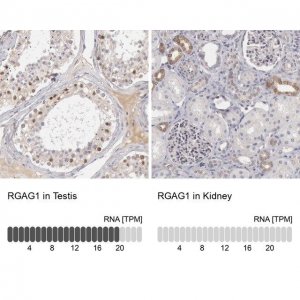 Anti-RGAG1 antibody produced in rabbit 