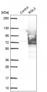Anti-RGL3 antibody produced in rabbit 