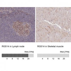 Anti-RGS14 antibody produced in rabbit 
